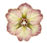 Art Nouveau Diamond Enamel 14 Karat Gold Flower BroochBrooch - Wilson's Estate Jewelry
